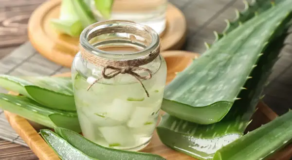Aloes do picia: Co musisz wiedzieć? Właściwości, dawkowanie, ryzyko
